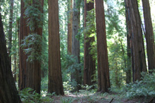 Redwoods in Richardson Grove Redwood State Park 2
