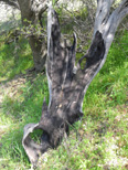 Remains of a manzanita killed in the fire