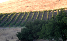 Grape vines above the highway to the east
