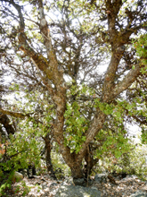 Scrubby oak is common