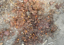 Bear droppings - mostly berries