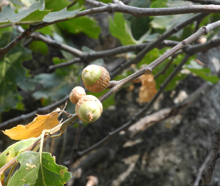 Black oak acorns