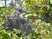 Elderberries are enjoyed by birds, bears and humans