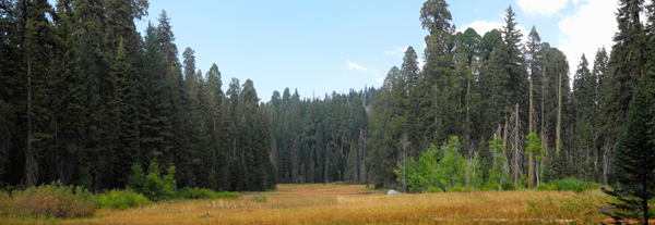 Crescent Meadow, "The Gem of the Sierra"
