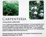 Carpenteria