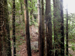 Redwoods along Highway 17