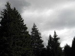 Storm clouds over the redwoods
