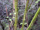 Rain forest along Hecker Pass (Highway152)