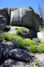 Stacked boulders and yellow flowers