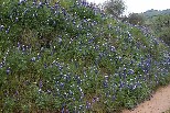 Lupines near Kings River