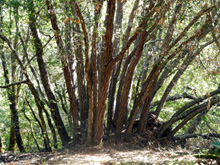 A cluster of tan oaks in Cowell Park