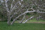 Sycamores by the Kings River