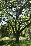 Oak near Kings River