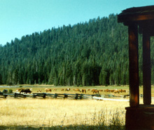 Child's Meadow, near Lassen National Park