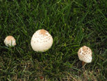 A late summer cool spell brought forth mushrooms all over town 1