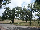 Oaks near Parkfield