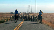 Real cowboys, real cattle drive in the 21st century