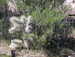 Cholla Cactus