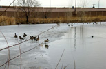 Geese walk on the frozen pond