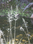 Ripe grass and stream