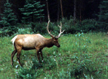 Elk on the road between Banff and Lake Louise
