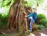 Dick is always trying to climb redwood stumps