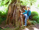 Dick is always trying to climb redwood stumps