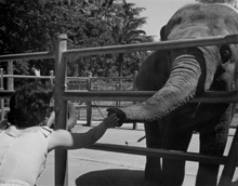 A peanut for Nosy, the Fresno Zoo's beloved first elephant
