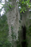 Close up of moss