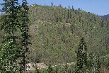 Burned hillside in Bitteroot Mountains near Montana line