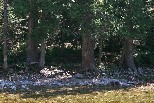 Cedars by the Lochsa River