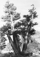Same tree, photographed about 1969
