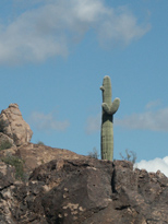 Lone saguaro