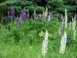 Lupines with evergreens in the background