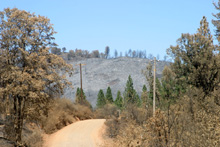 Site of Telegraph Fire, Mariposa County, July 2008 219