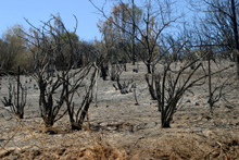 Site of Telegraph Fire, Mariposa County, July 2008 221