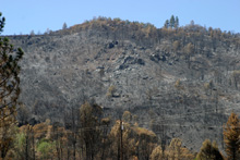 Site of Telegraph Fire, Mariposa County, July 2008 222