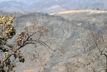 Site of Telegraph Fire, Mariposa County, July 2008 224