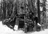 Tourists at tunnel tree in winter