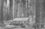 Galen Clark at his cabin in the Mariposa Grove of redwoods