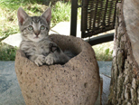 NIbbles - newest member of the family, considers this Indian grinding stone a perfect resting spot