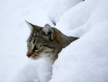 Gizmo, a true snow-loving cat