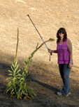 Jennifer attempts to tame the mutant mullein...