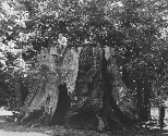 Dick on stump, 1969