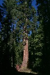 Bull Buck Tree