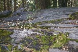 Fallen sequoia with moss