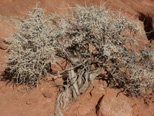 Natural bonzai bush