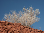 Bush on sandstone