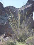 Ocatillo in Superstitions