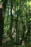 Oak Openings Metropark, southwest of Toledo